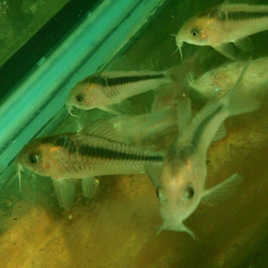 Cory - Rabauti