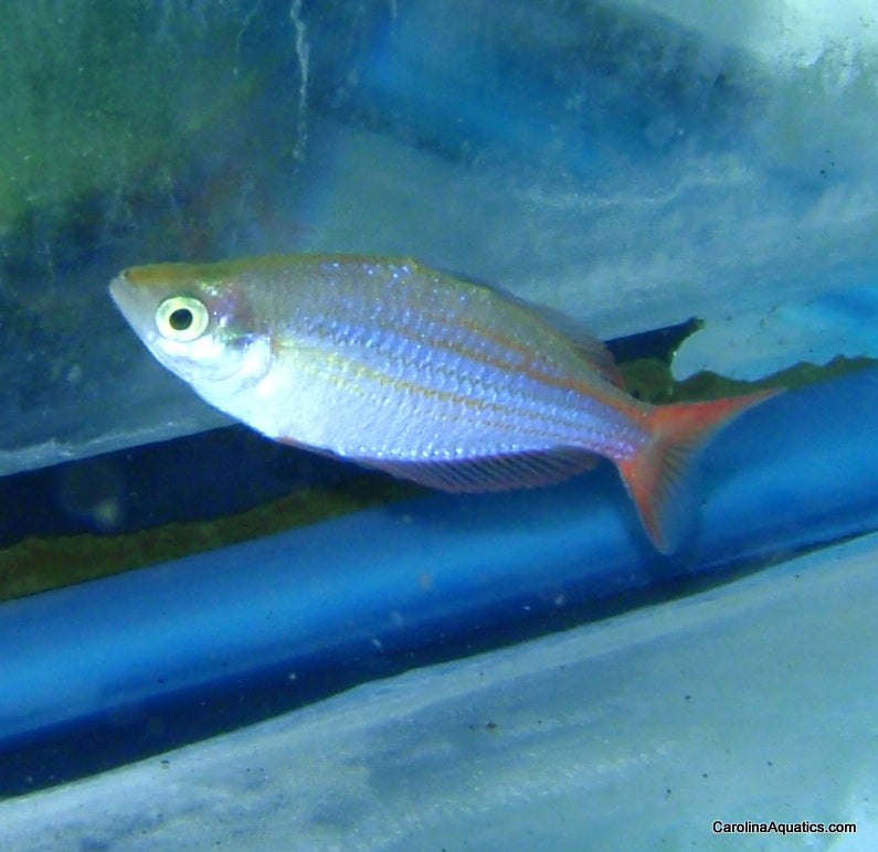 Rainbow - Wapoga Red Laser Med