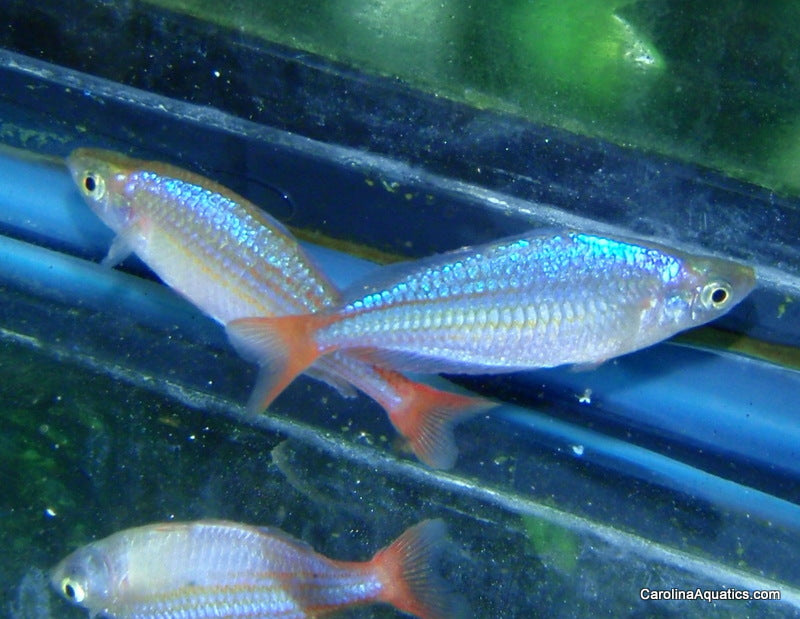 Rainbow - Wapoga Red Laser Med