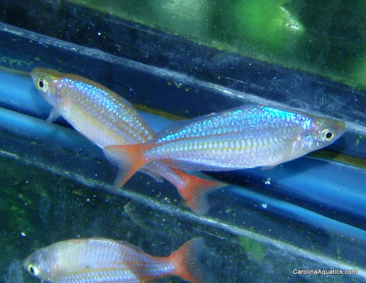 Rainbow - Wapoga Red Laser Med