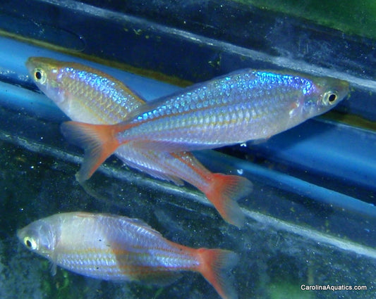 Rainbow - Wapoga Red Laser Med