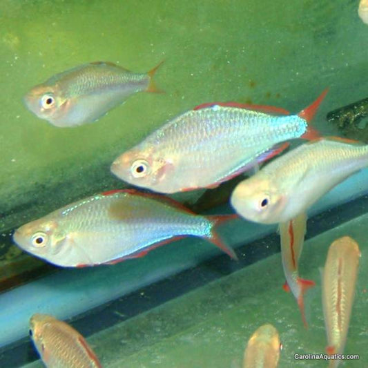 Rainbow - Neon Dwarf Med