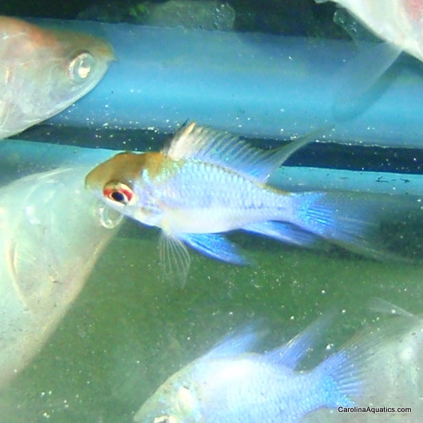 Cichlid - Ram Electric Blue Balloon