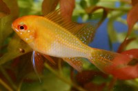 Cichlid - Ram German Gold