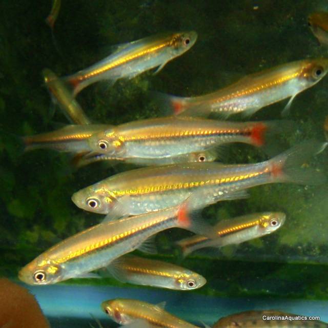 Tetra - Rasbora Brilliant Lg