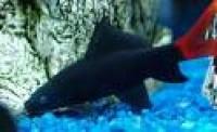 Shark - Redtail 3in.