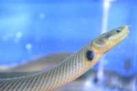 Misc - Ropefish Med