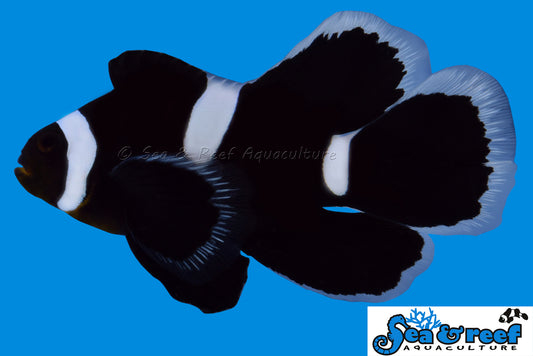 Clown - Ocellaris Black LongFin