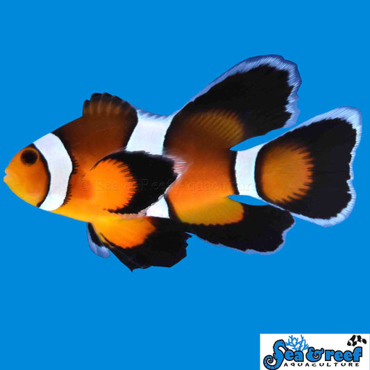 Clown - Mocha Longfin