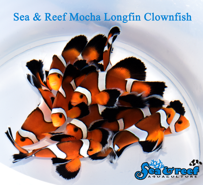 Clown - Mocha Longfin