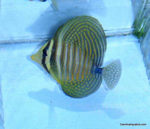 Tang - Sailfin Dejardini Med