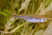 Tetra - Scissortail Rasbora