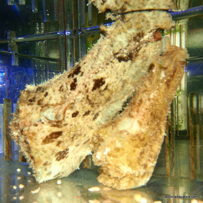 Sea Hare Sm