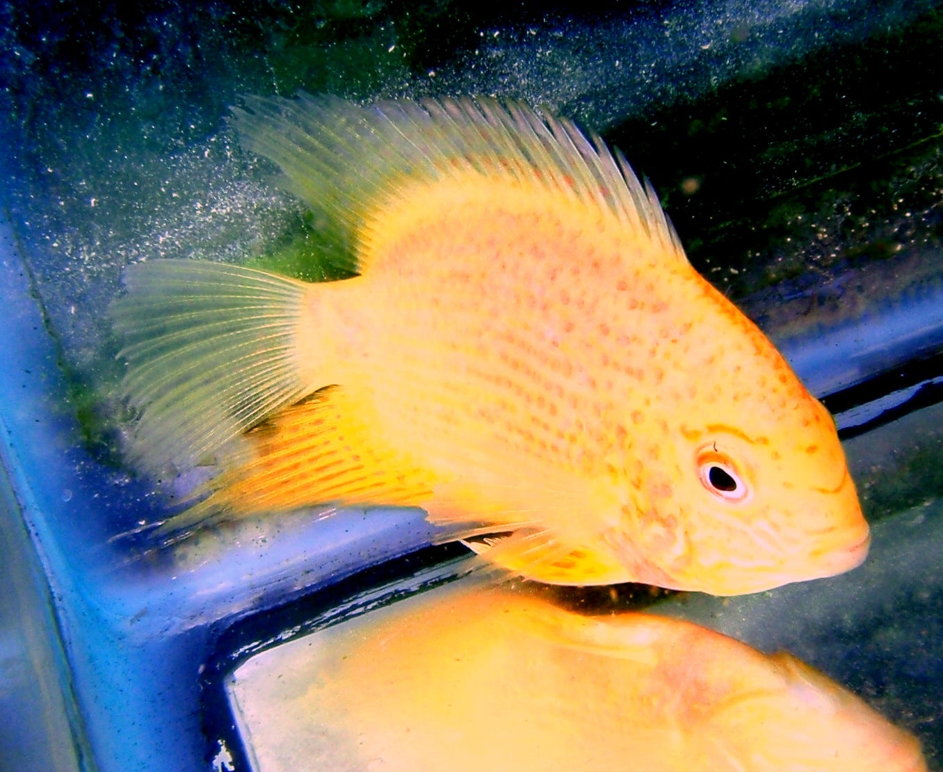 Cichlid - Severum Red Spot Gold Med