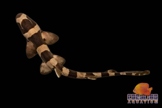 Shark - Cat Banded Md