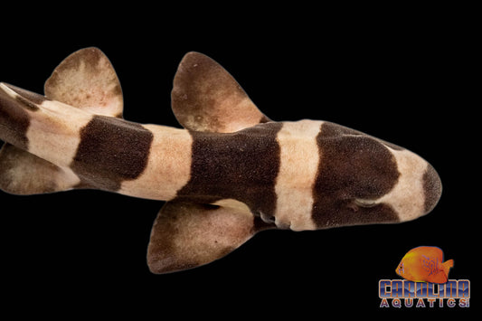 Shark - Cat Banded Md