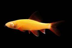 GloFish® - Shark Orange Sunburst