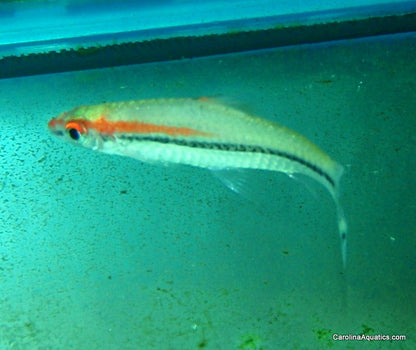 Shark - Roseline Karnataka Wild Lg