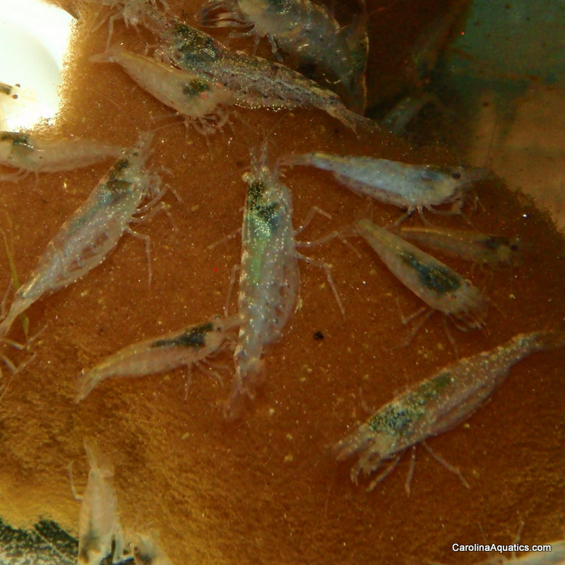 Invert - Shrimp Amano