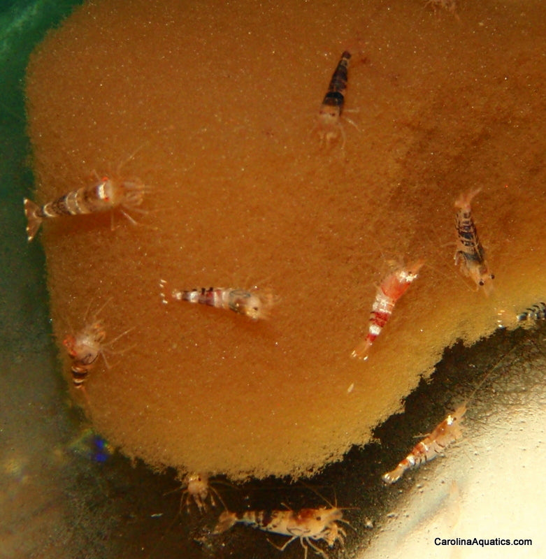 Invert - Shrimp Black Tiger Bee