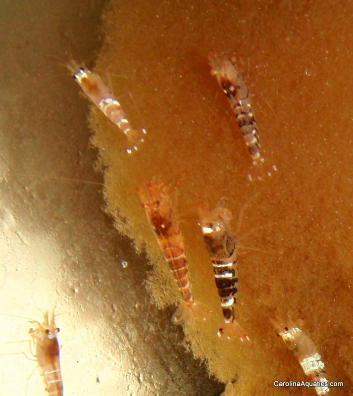 Invert - Shrimp Black Tiger Bee