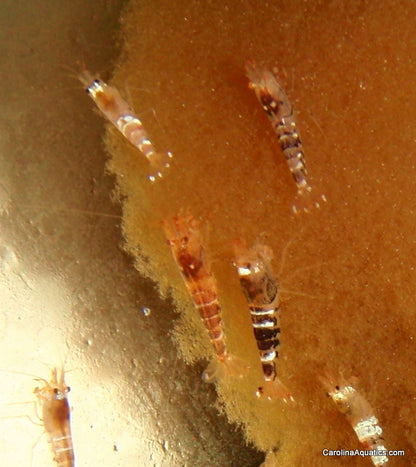 Invert - Shrimp Black Tiger Bee