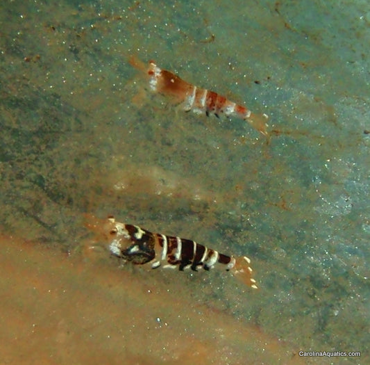 Invert - Shrimp Black Tiger Bee