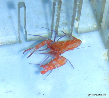 Shrimp - Pistol Atlantic