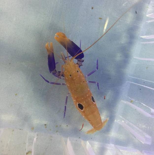 Shrimp - Pistol Purple Claw