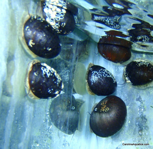 Invert - Snail Black Racer Nerite