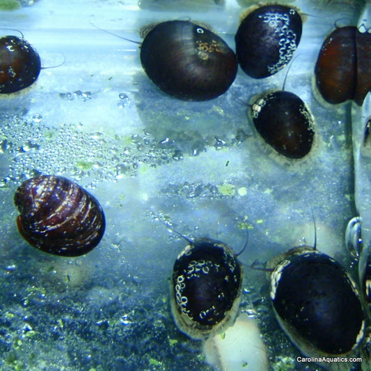 Invert - Snail Black Racer Nerite