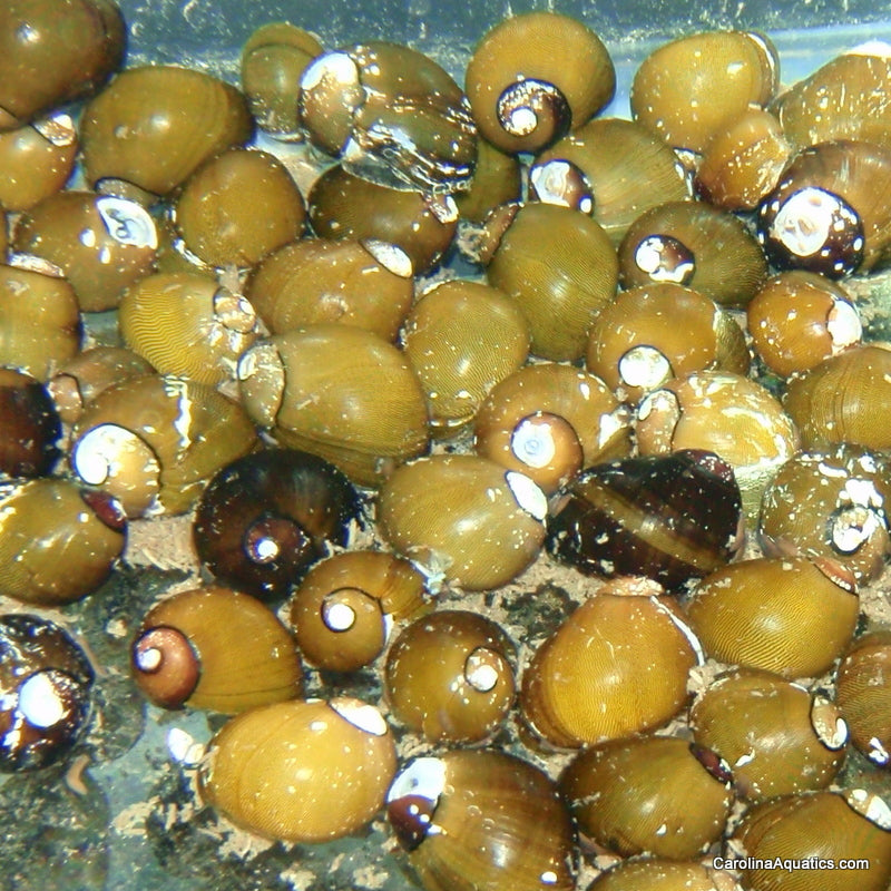 Invert - Snail Freshwater Olive Nerite