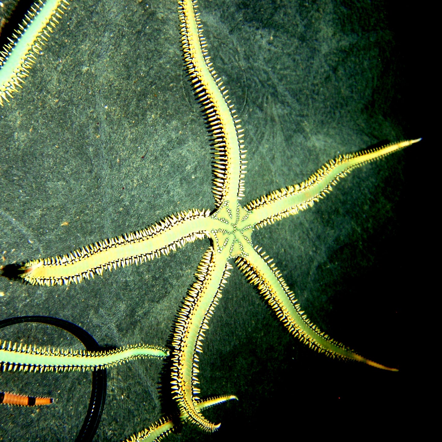 Starfish - Brittle Green