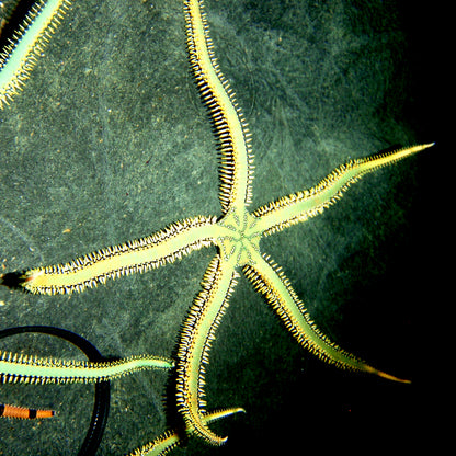 Starfish - Brittle Green