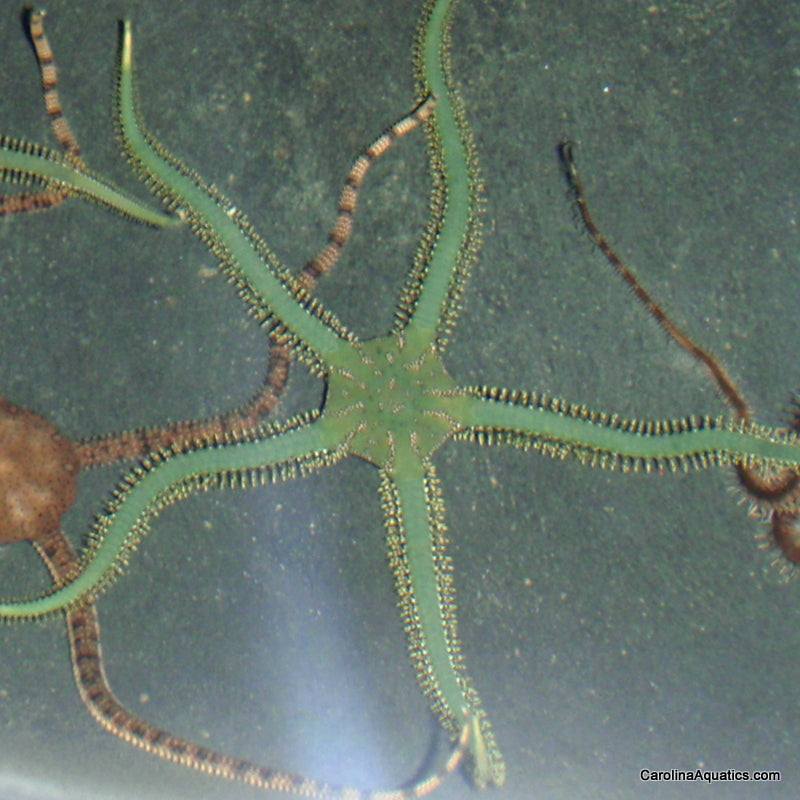 Starfish - Brittle Green