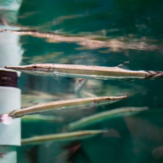 Misc - Striped Pike Characin Lg