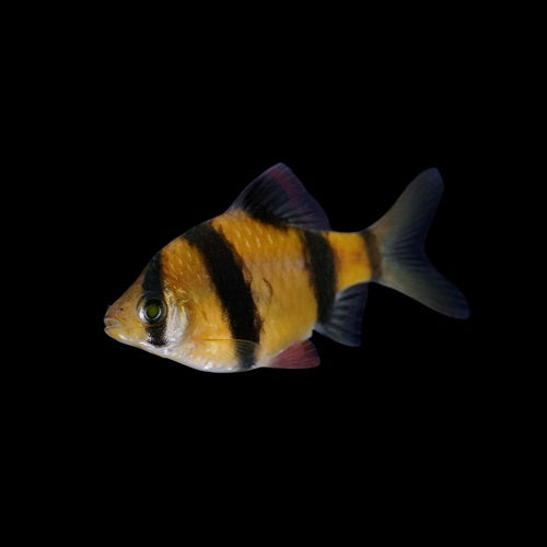 GloFish® - Barb Sunburst Orange