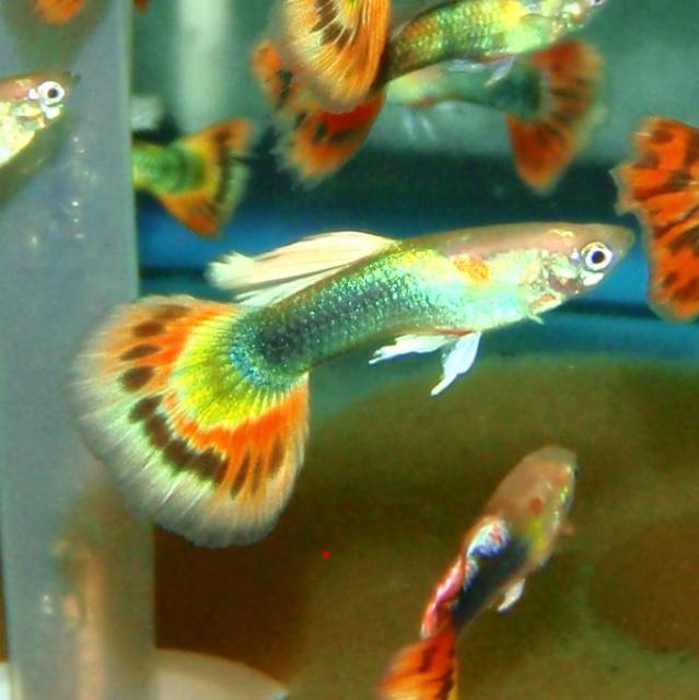 Guppy - Sunray