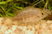 Cichlid - Synspilum 4 in.