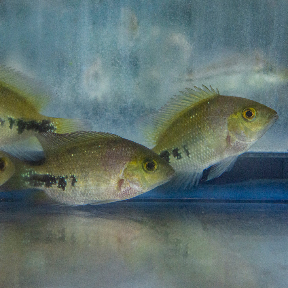 Cichlid - Synspilum Red Head 2.5-3in.