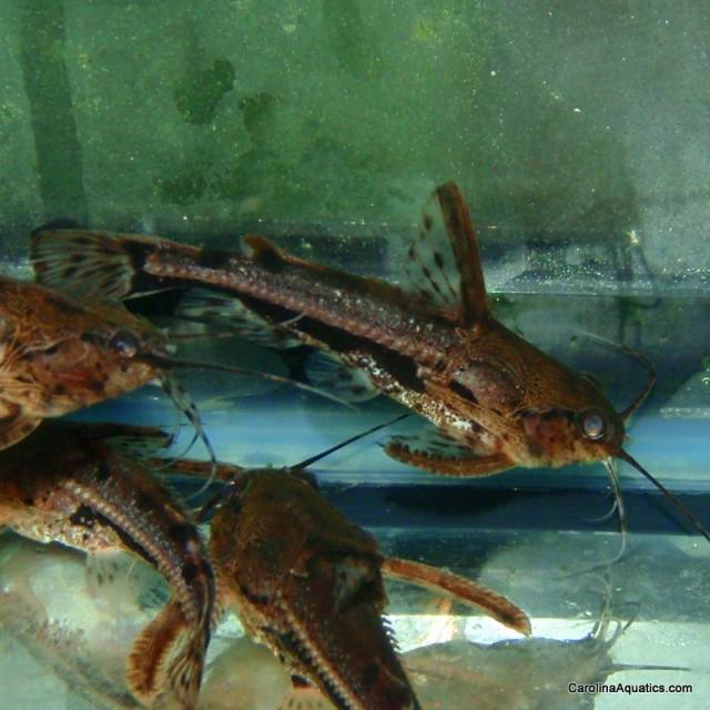Catfish - Marble Talking Med
