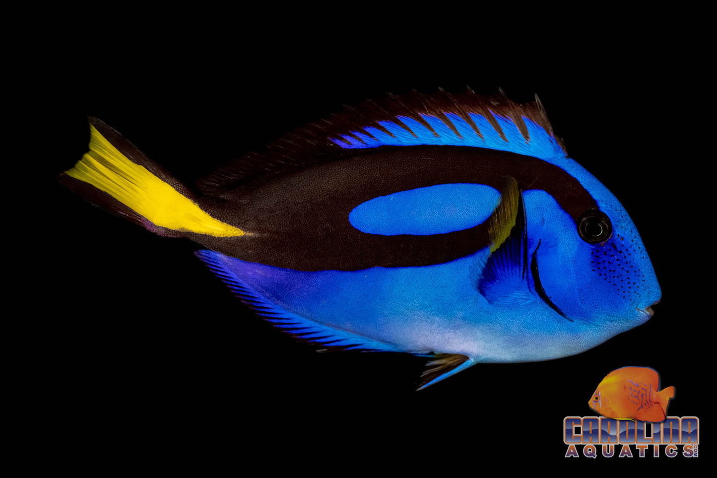 Tang - Blue Hippo XL 6”+
