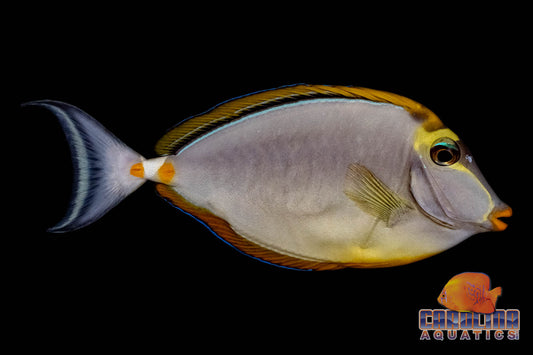 Tang - Naso Blonde Sm