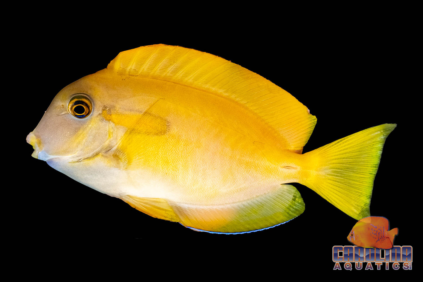 Tang - Orange Shoulder Sm