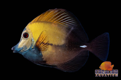 Tang - Scopas Koi