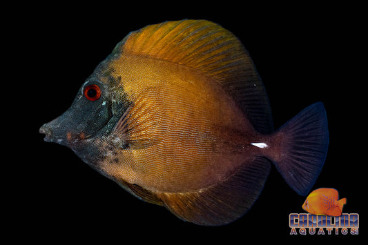 Tang - Scopas Koi