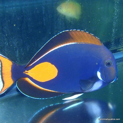 Tang - Achilles Show