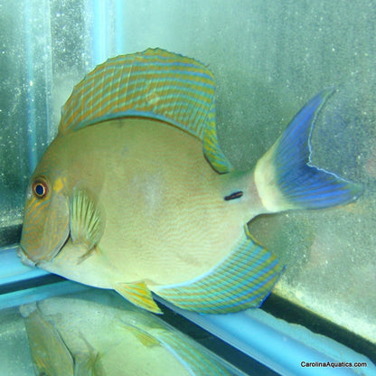Tang - Dussimier Md