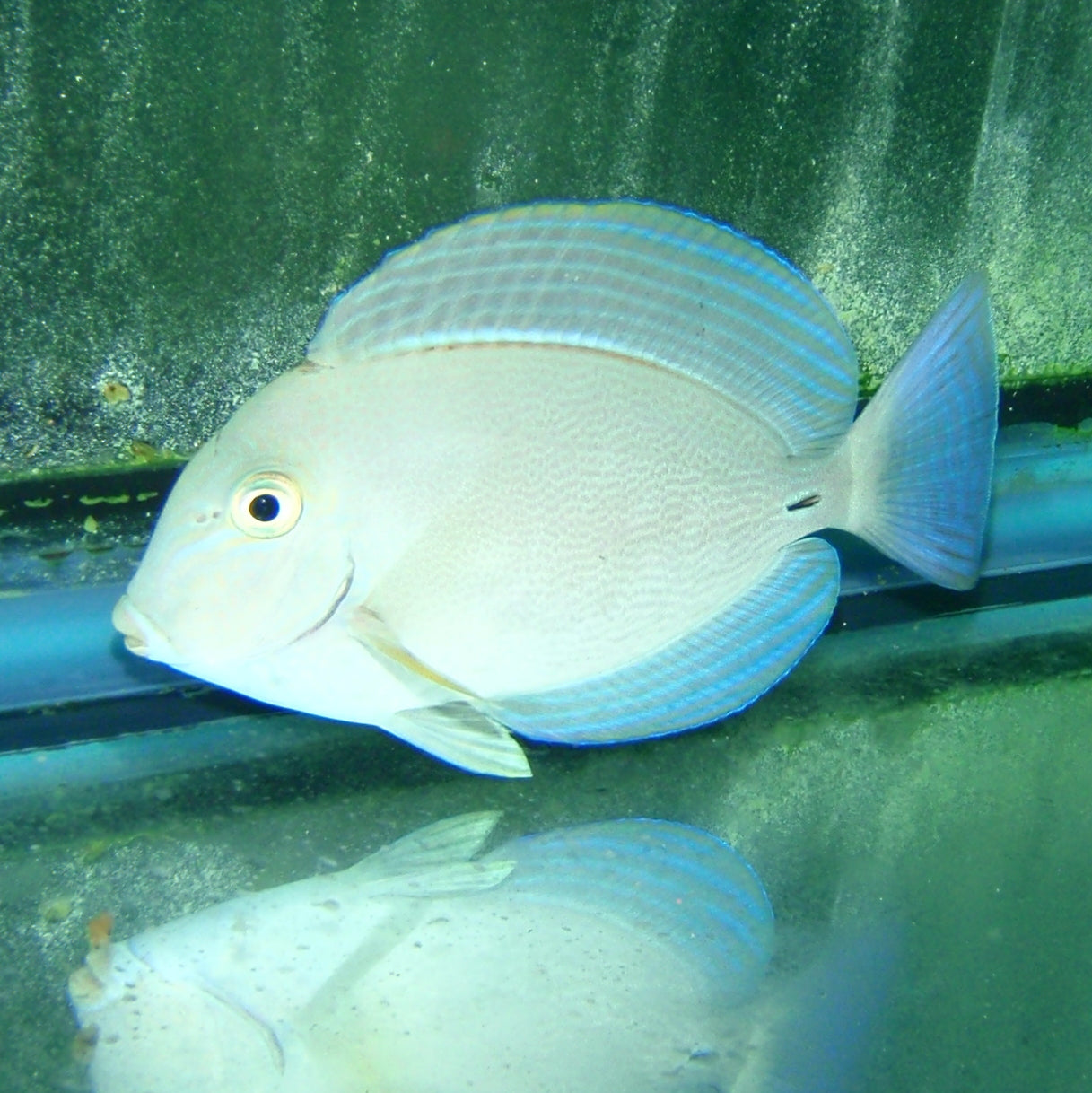 Tang - Dussimier Md