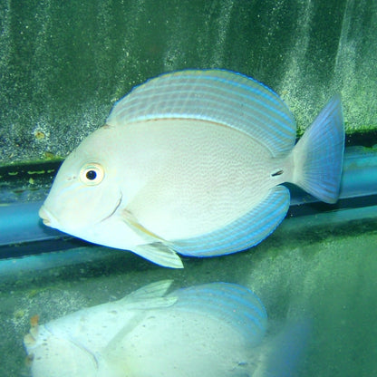 Tang - Dussimier Md